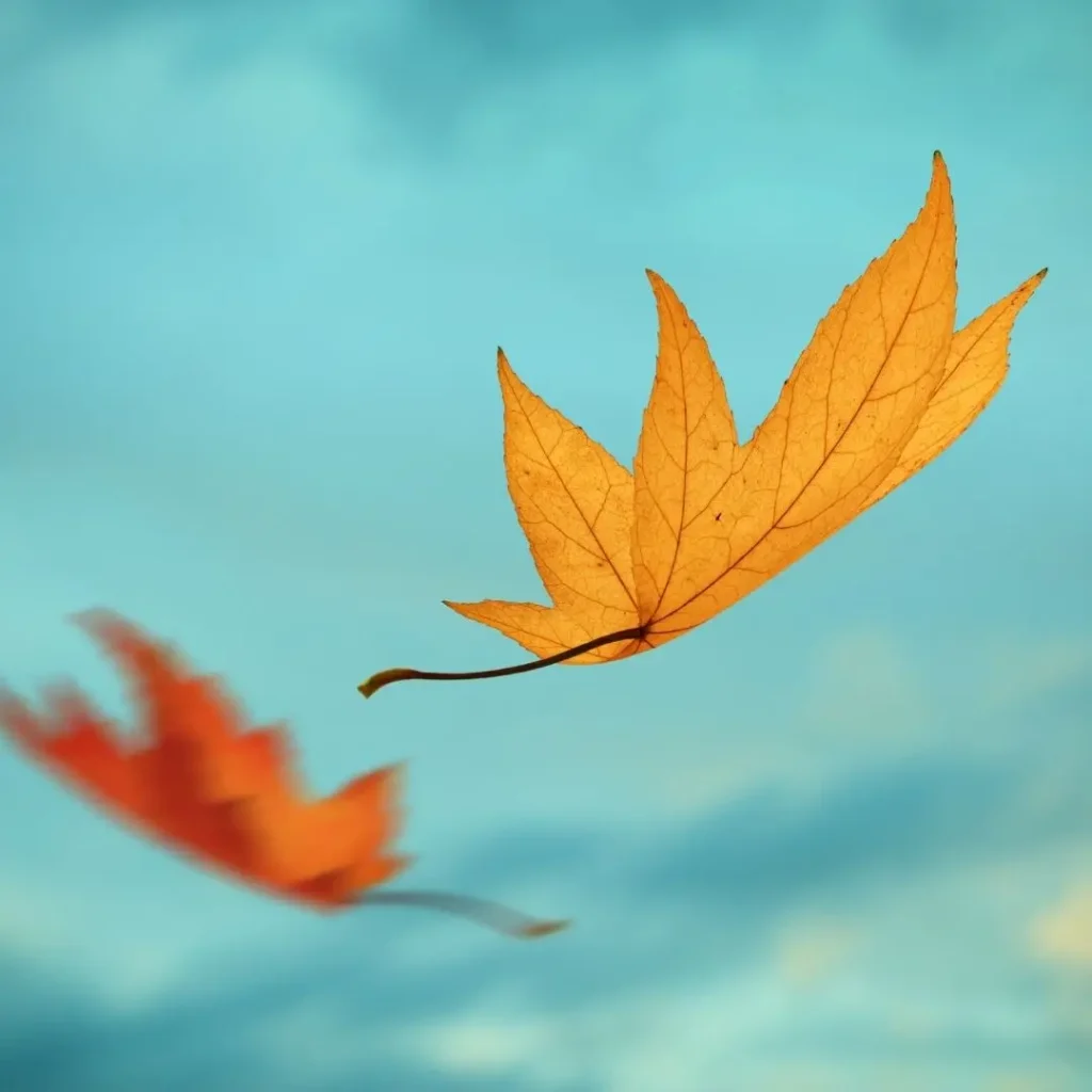 Two autumn leaves falling against blue sky.