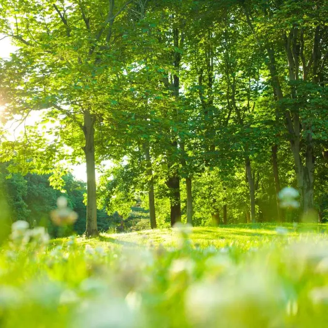 Sunlit green forest with grassy field