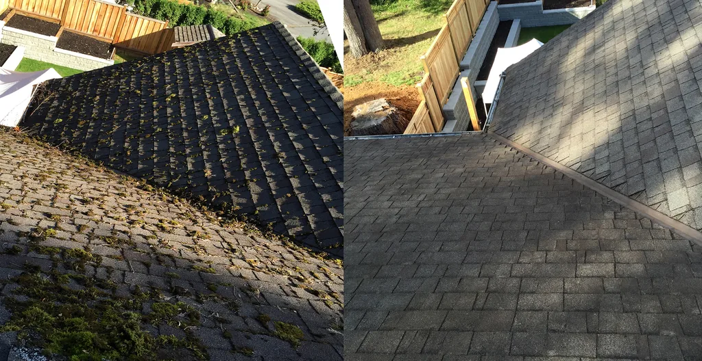 Before and after roof moss removal on an asphalt shingle roof