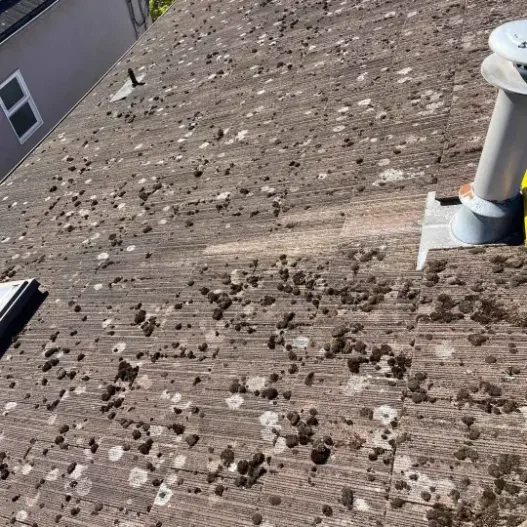 Thick clumps of moss covering roof shingles before removal